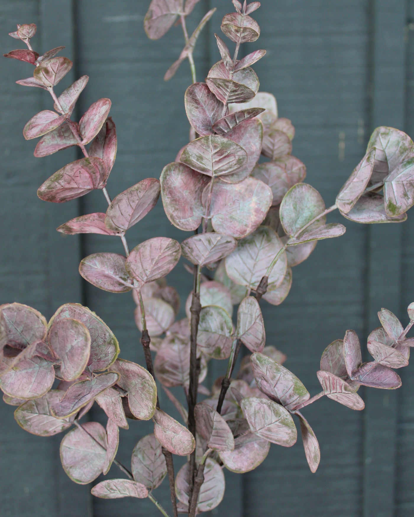 Burgundy Eucalyptus Spray
