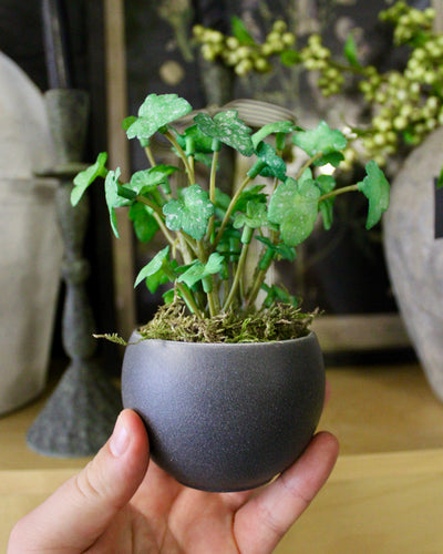Potted Mini Ivy Sprigs