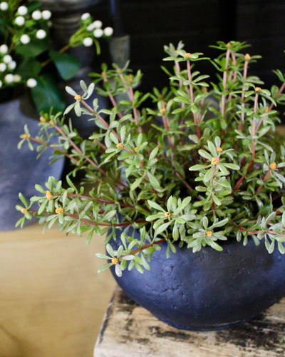 Potted Purslane Plants