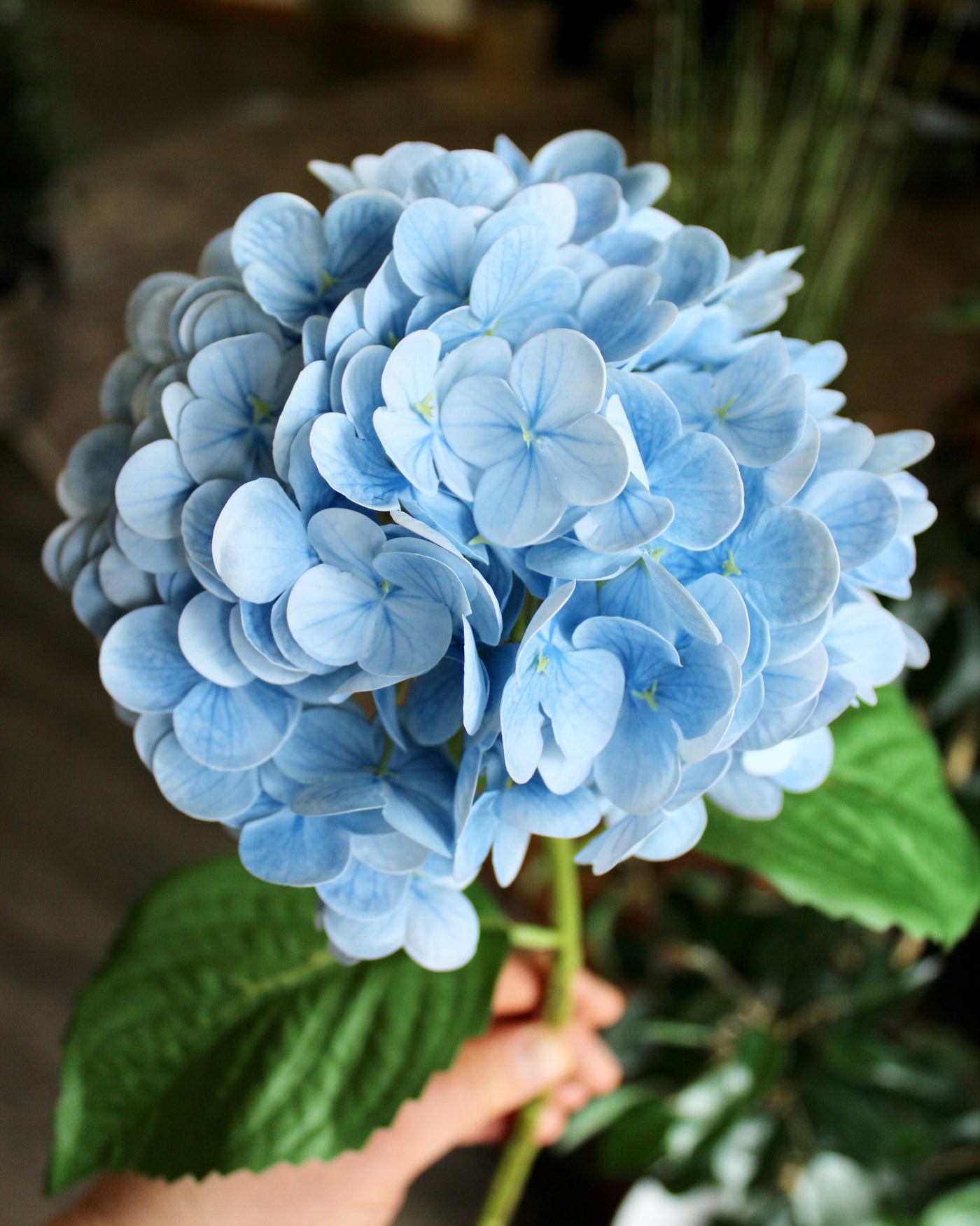 Powder Blue Hydrangea Stem