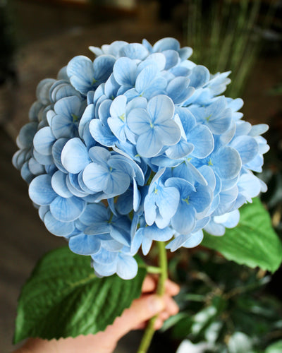 Powder Blue Hydrangea Stem