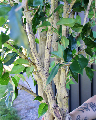 10’ Ficus Tree