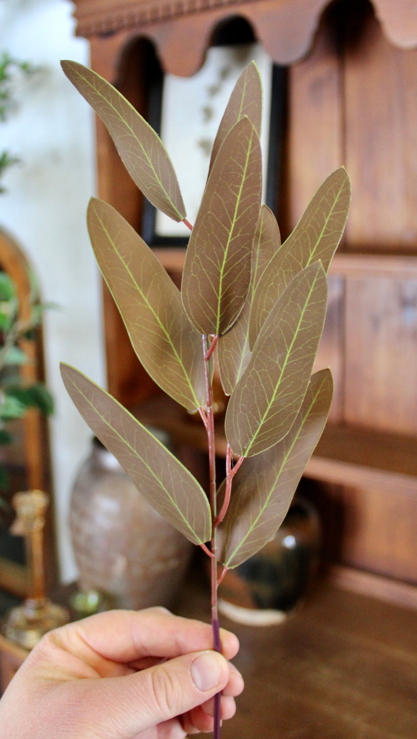 Brown Willow Eucalyptus Stems