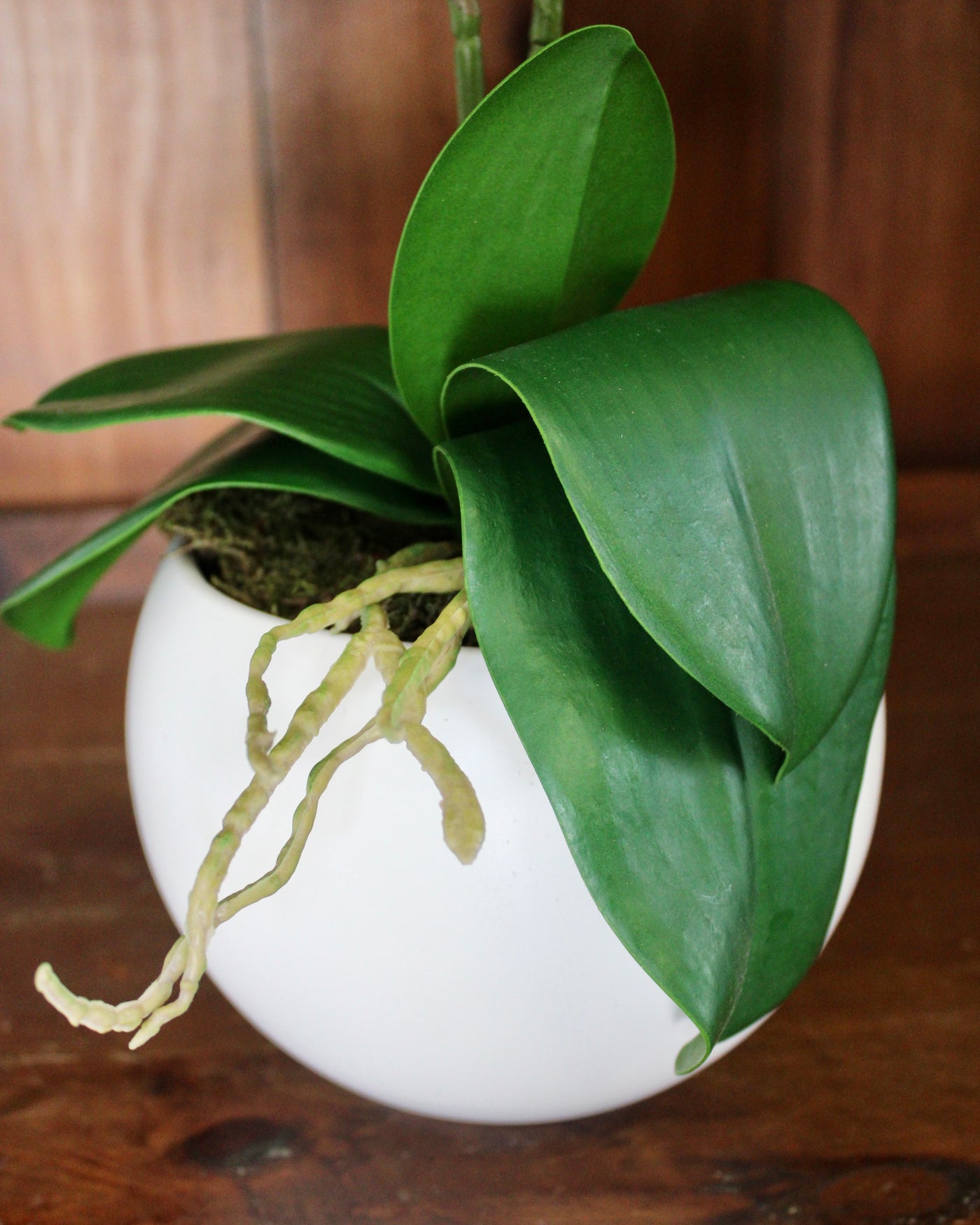 Potted Orange Phalaenopsis Orchids