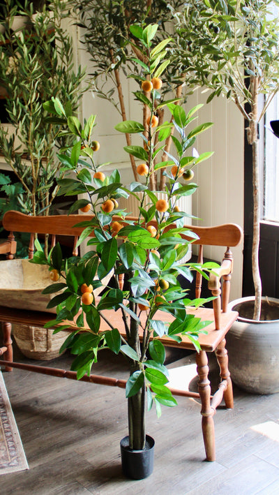 5’ Mandarin Orange Tree