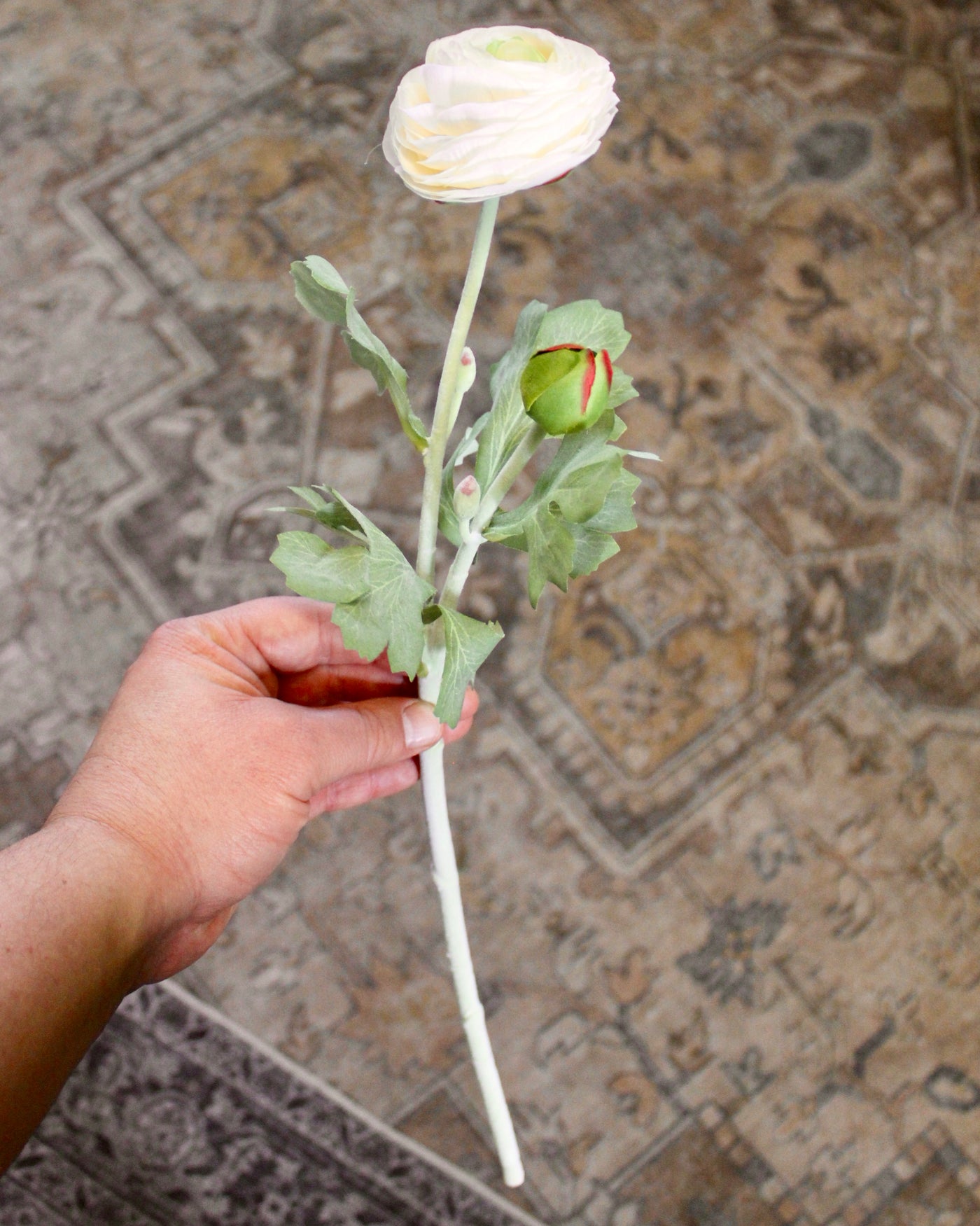 Cream Ranunculus Stem
