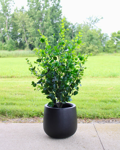 3’ Eucalyptus Bush