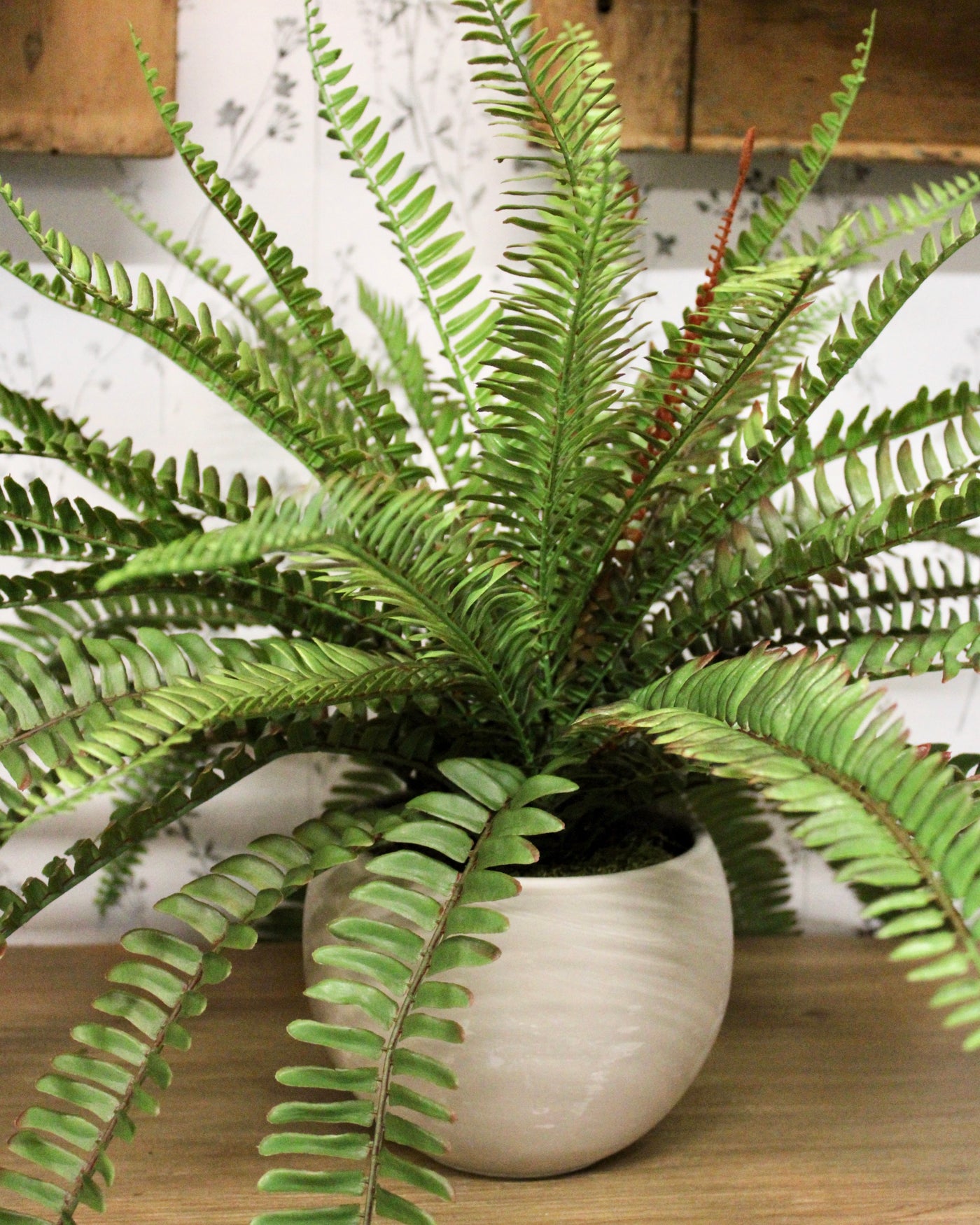 Sword Fern Bush