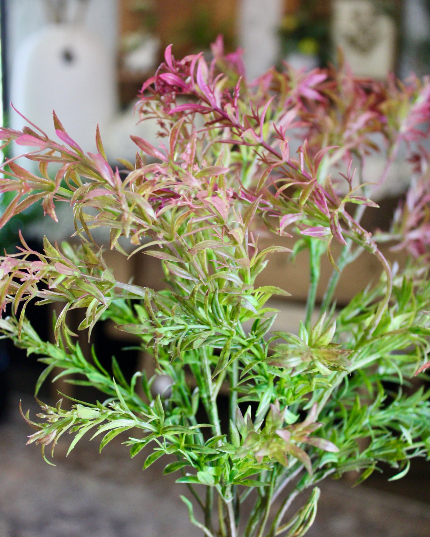 Burgundy & Green Sage Bush