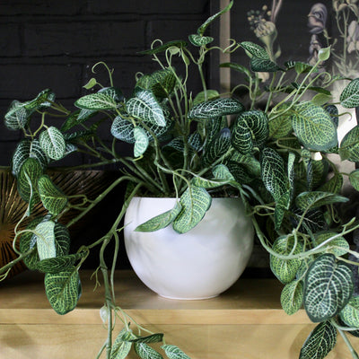 Potted Fittonia Bushes