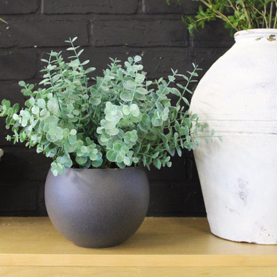 Potted Mini Eucalyptus Bushes