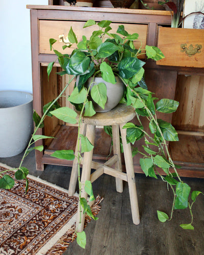 Large Pothos Hanging Bush