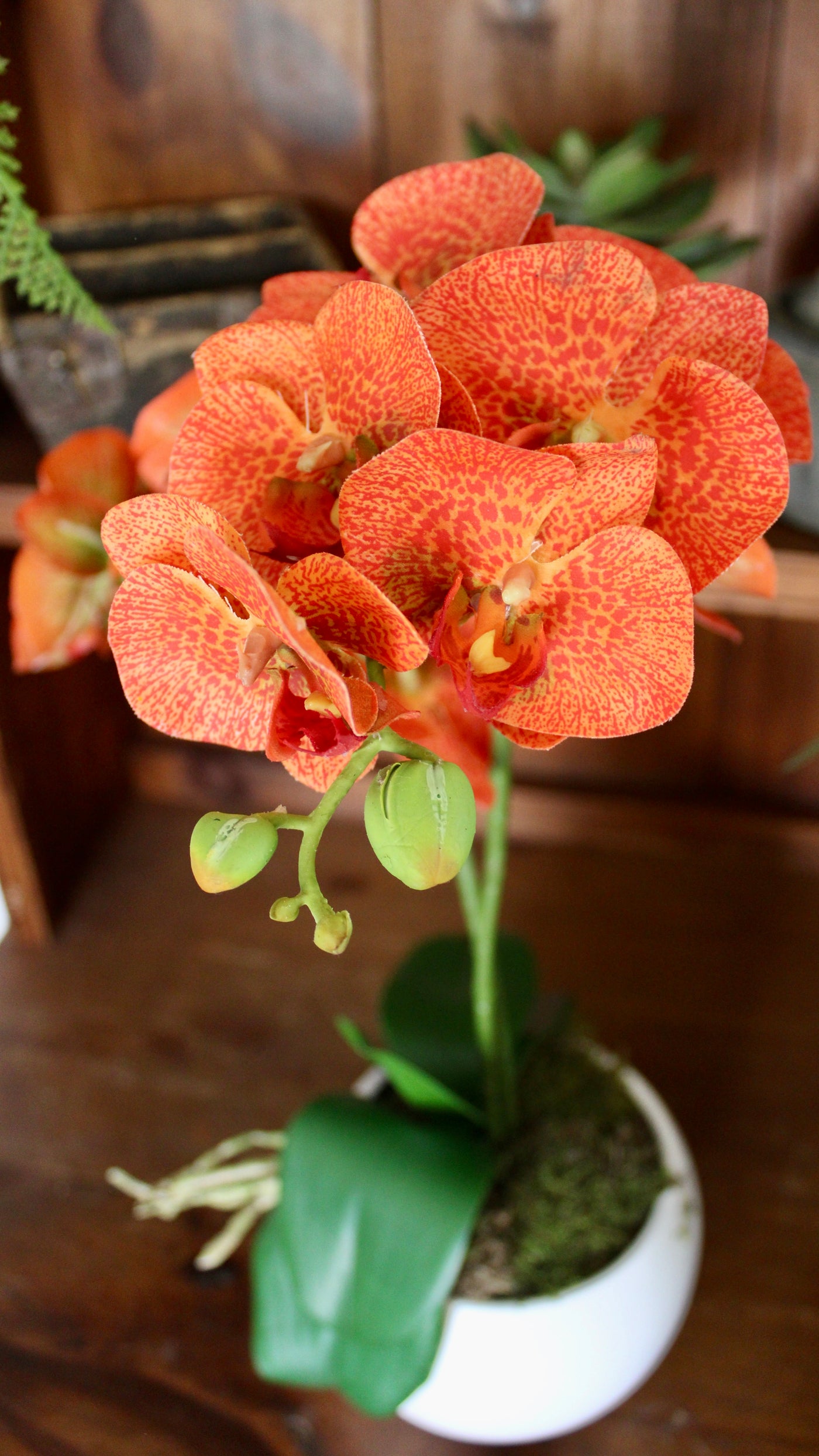 Potted Orange Phalaenopsis Orchids