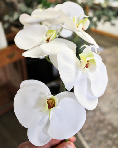 White Phalaenopsis Orchid Stem