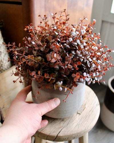 Potted Barberry