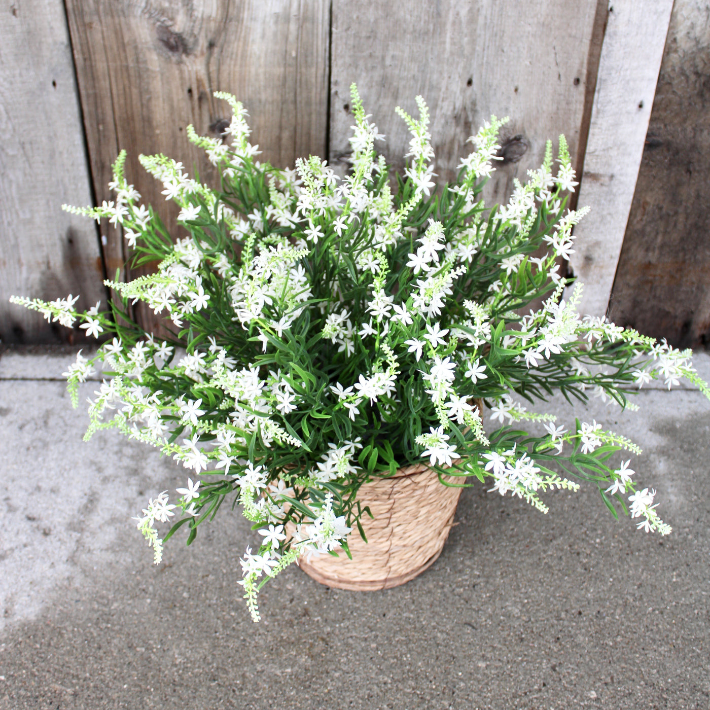 Sweet Veronica Bush White