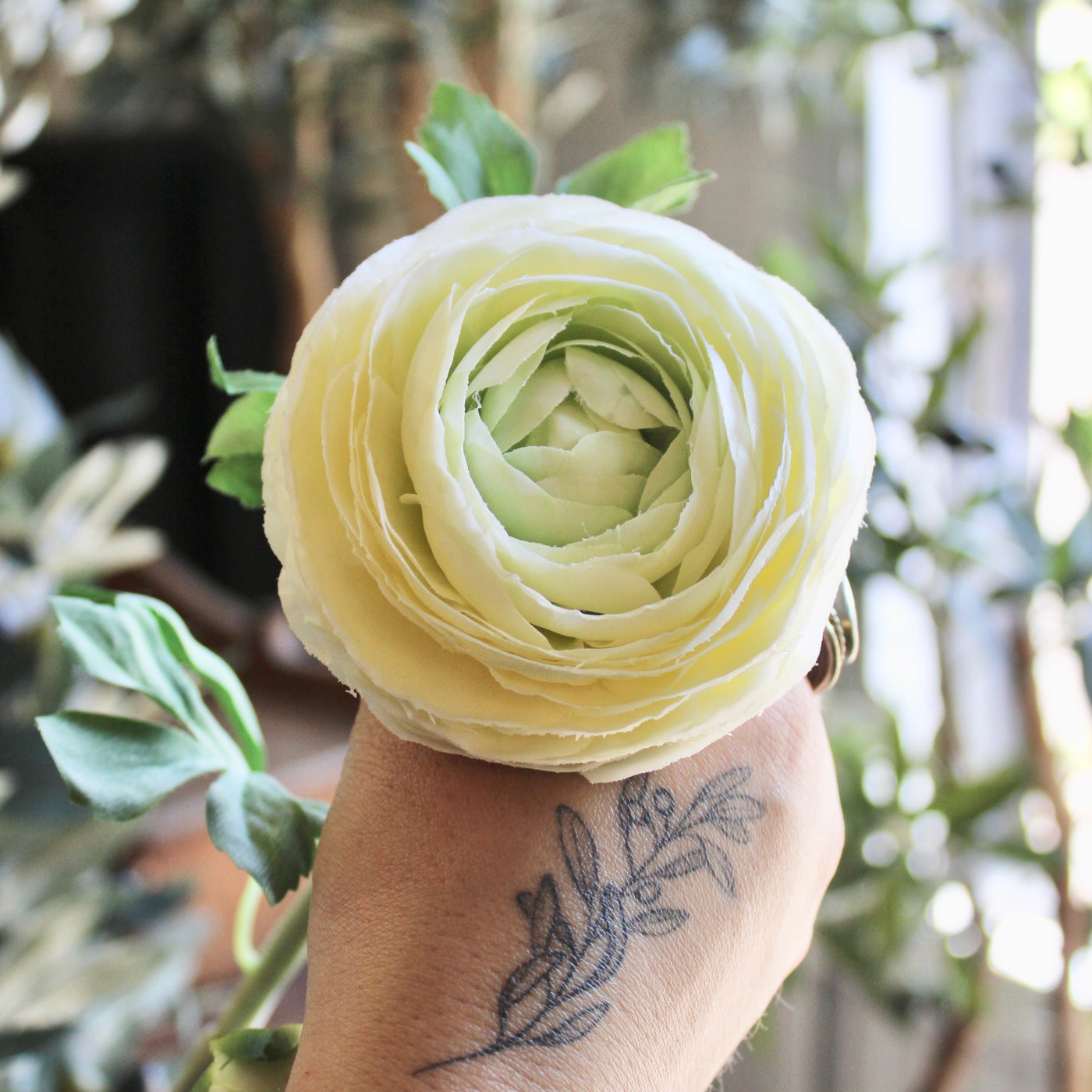 Cream Ranunculus Stem