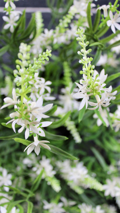 Sweet Veronica Bush White