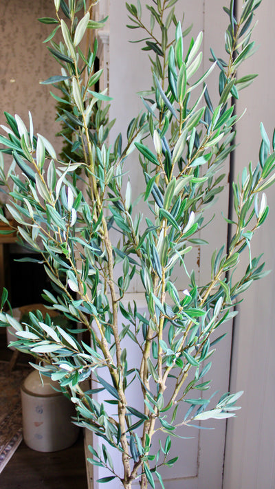 6.5’ Olive Tree