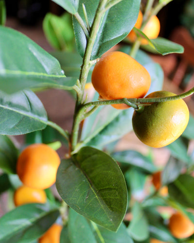 5’ Mandarin Orange Tree