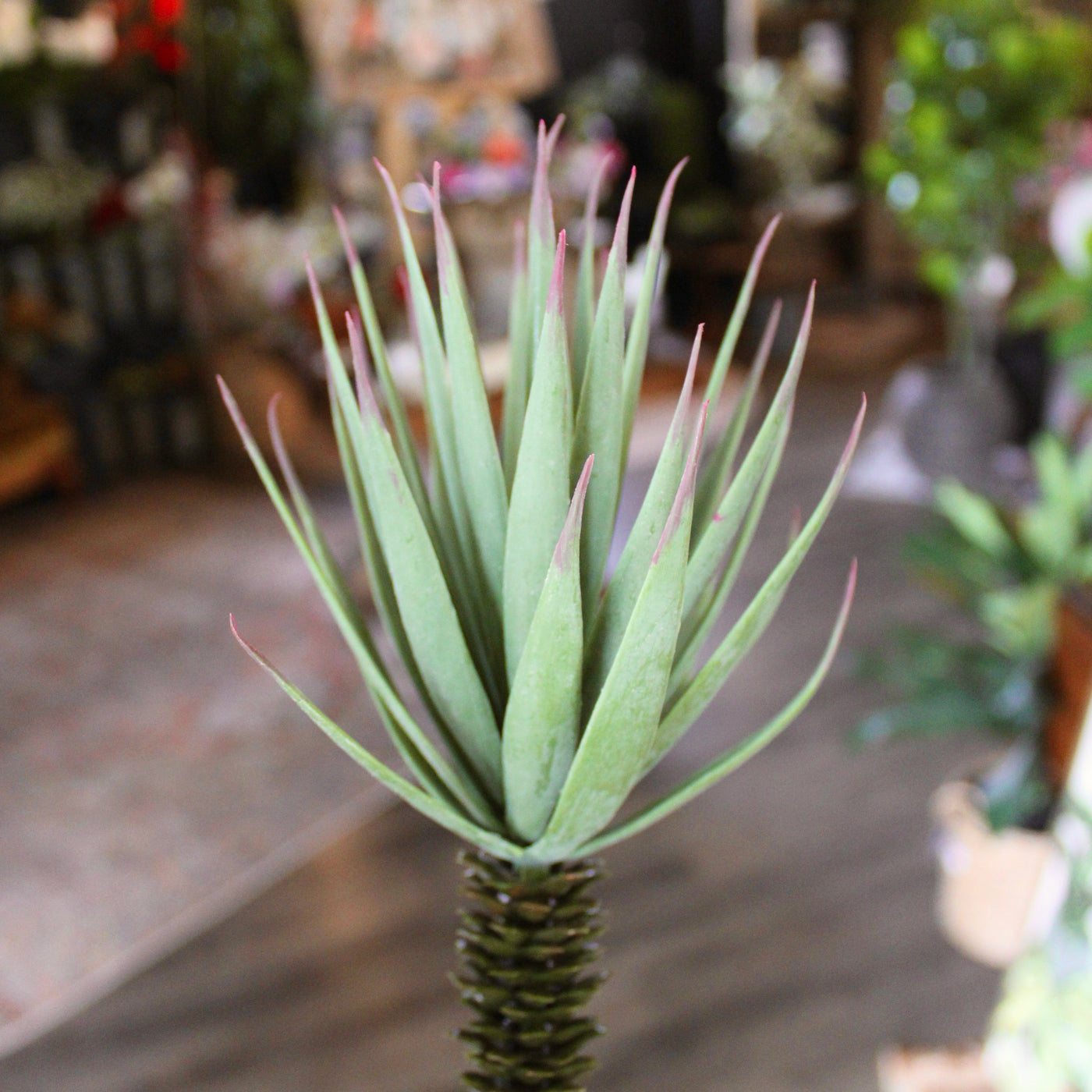 Desert Yucca
