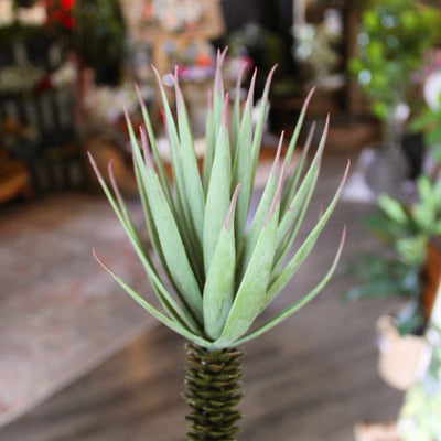 Desert Yucca