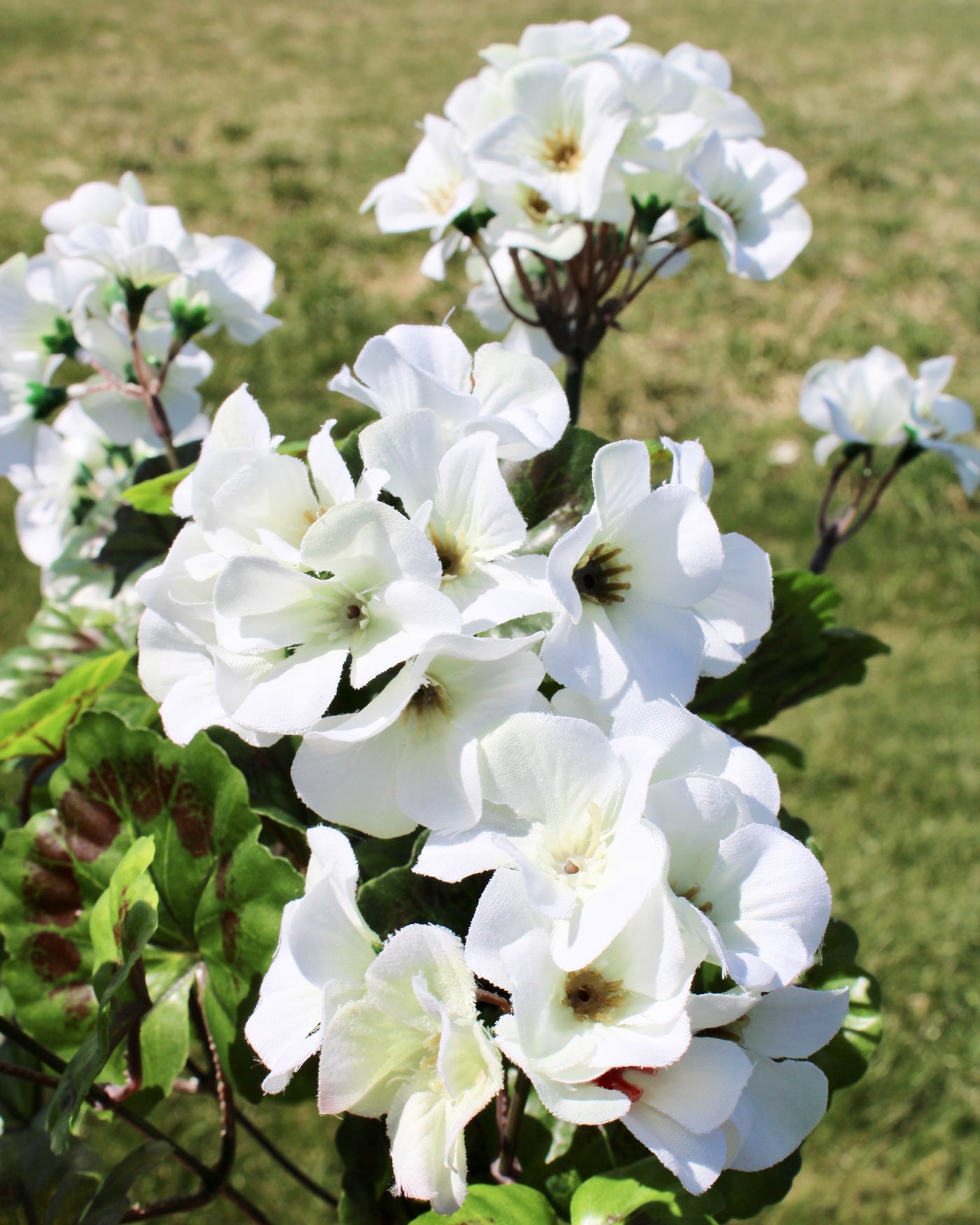 Upright Geranium Bush White