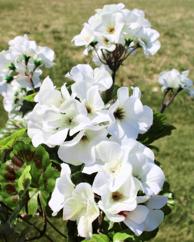 Upright Geranium Bush White