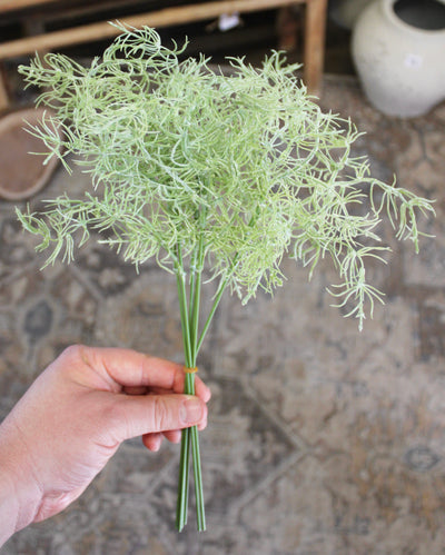 Mini Asparagus Bush