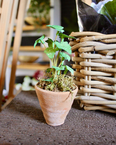 Potted Mini Ivy Sprig