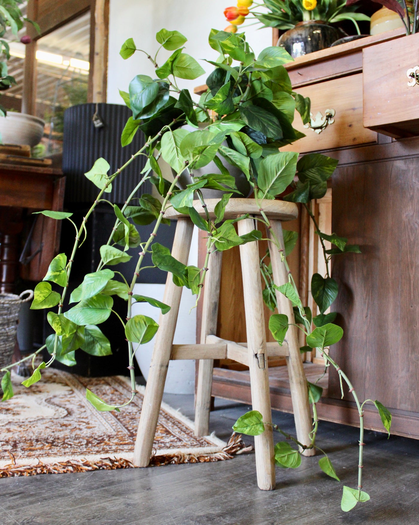 Large Pothos Hanging Bush