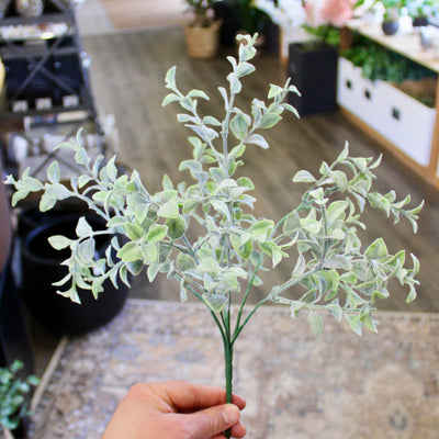 Tea Leaf Bush