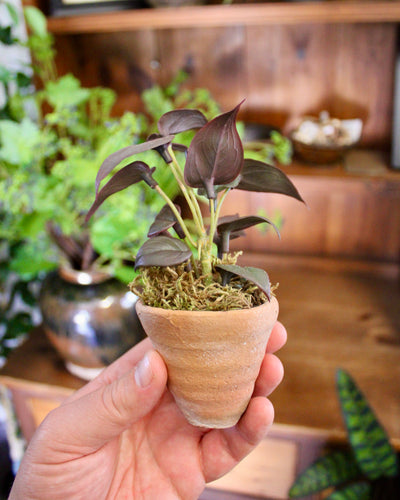 Potted Burgundy Mini Philo Sprig