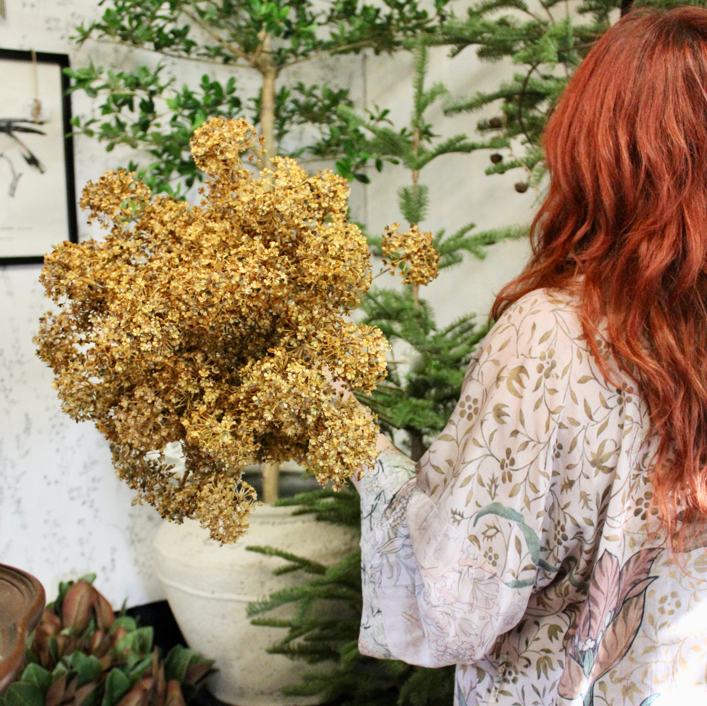 Golden Hydrangea Stem