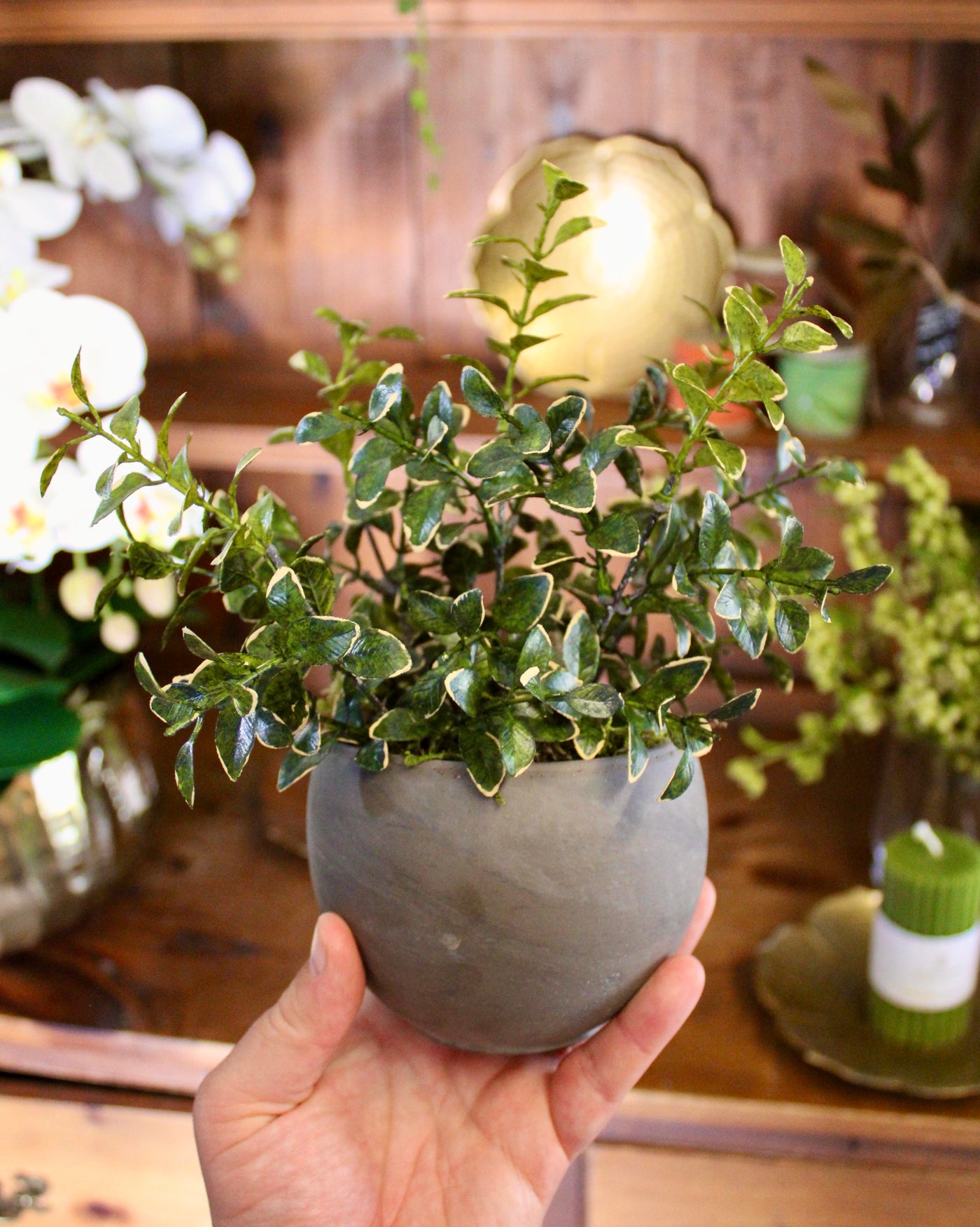 Small Potted Golden Euonymus