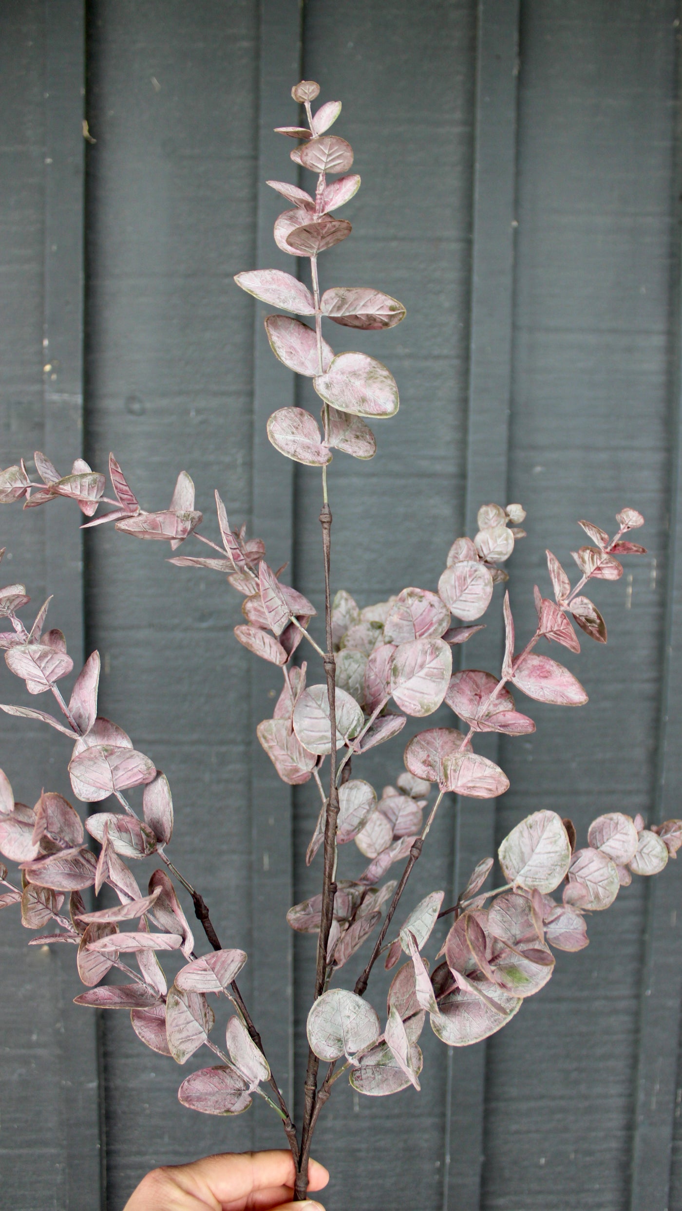 Burgundy Eucalyptus Spray