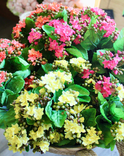 Kalanchoe Bushes