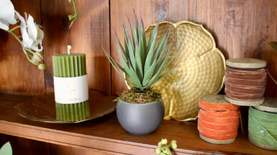 Potted Desert Yucca