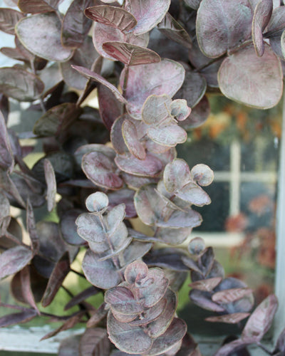 Burgundy Eucalyptus Wreath