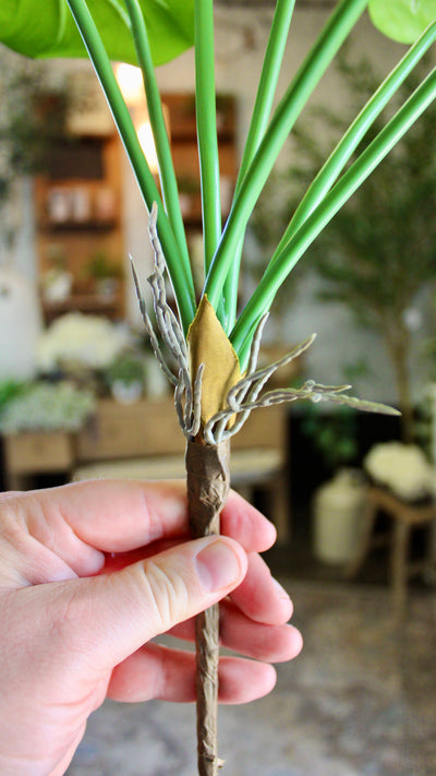 Taro Plant