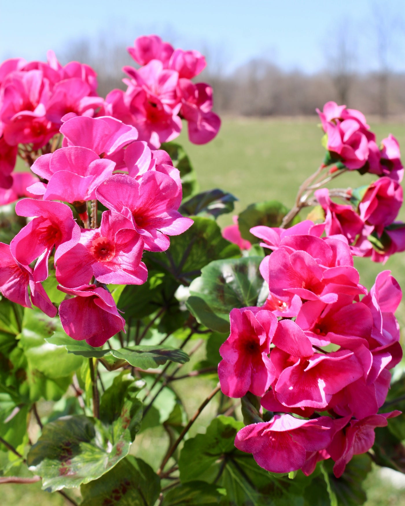 Upright Geranium Bush Fuchsia