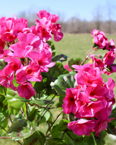 Upright Geranium Bush Fuchsia