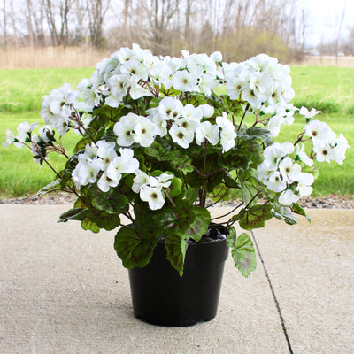 Geranium Drop-In White