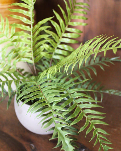 Potted Boston Fern