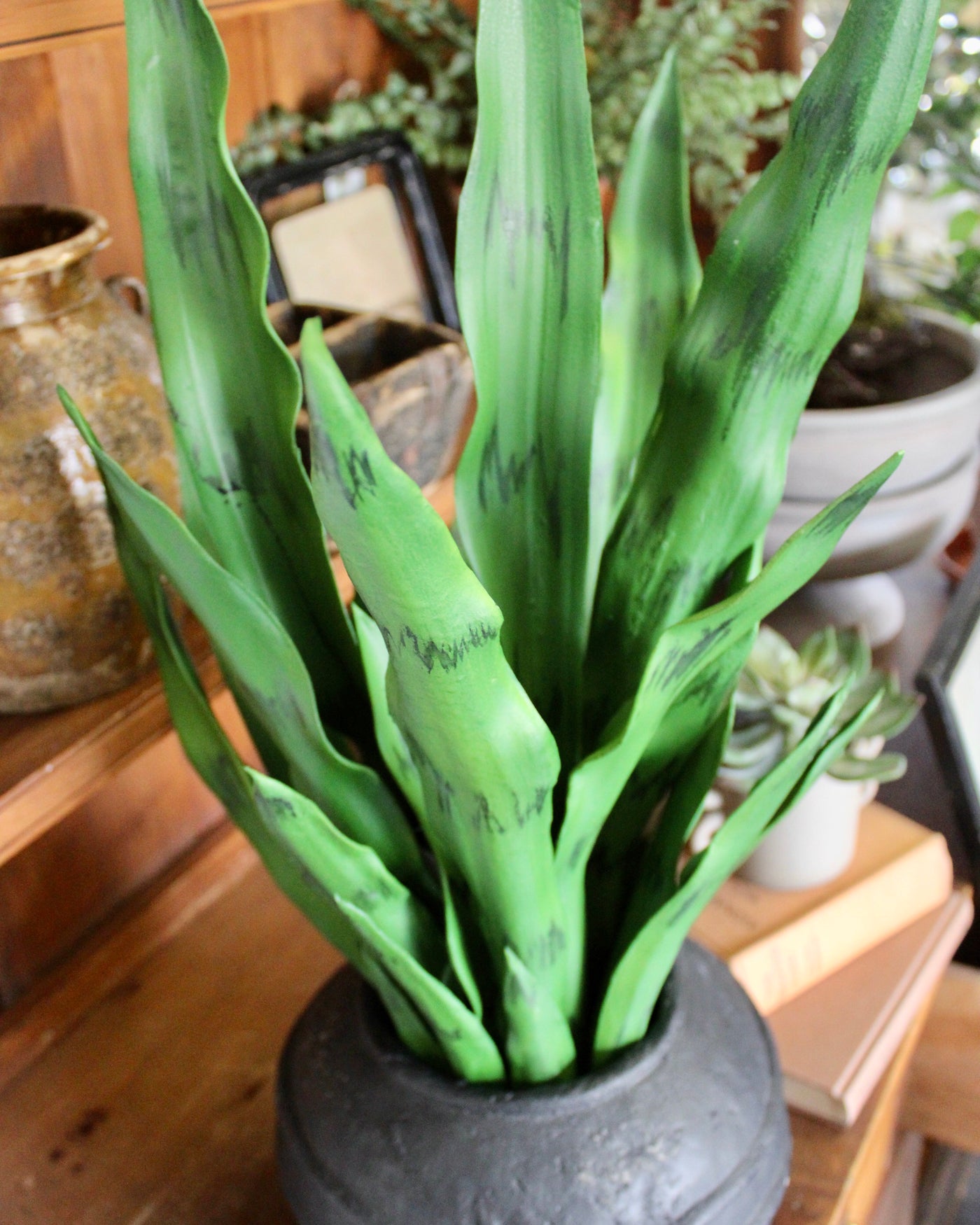 27” Sansevieria Plant