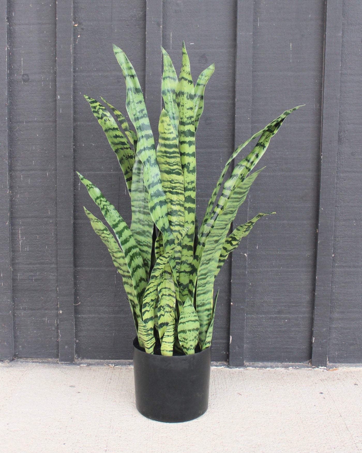 35” Sansevieria Plant