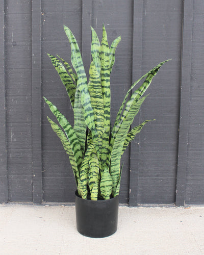 35” Sansevieria Plant