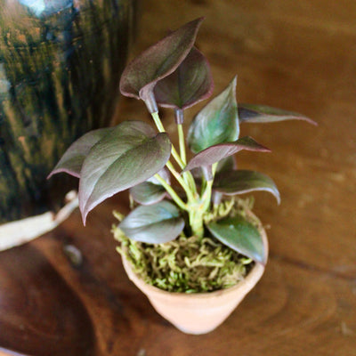 Potted Burgundy Mini Philo Sprig