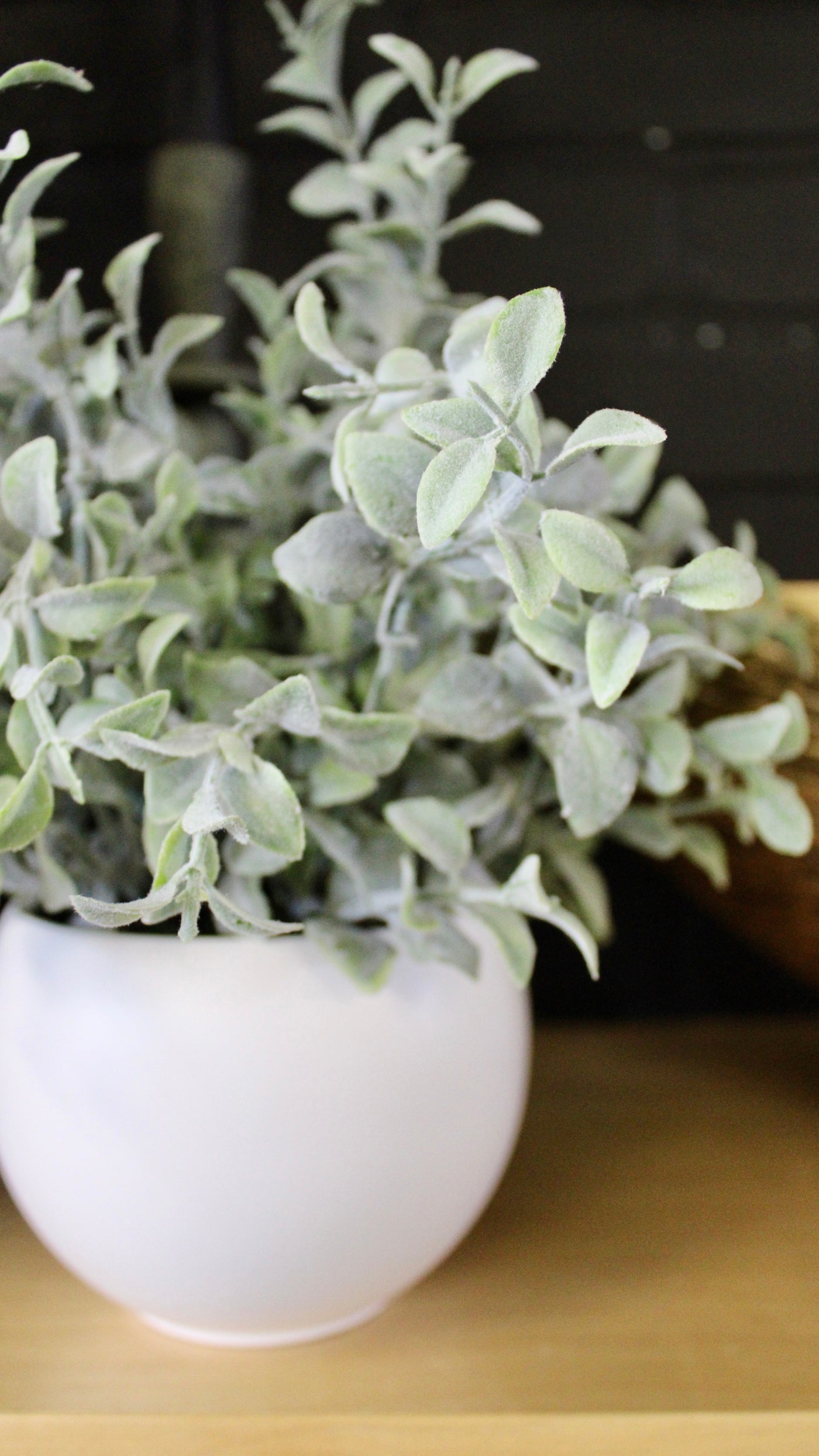 Potted Tea Leaf Plant