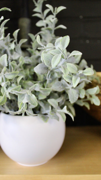 Potted Tea Leaf Plant